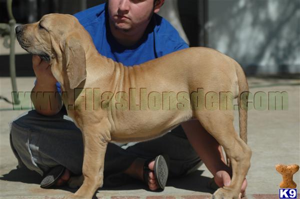 Puppies in San fernando