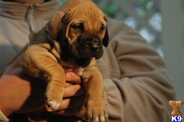 Puppies in San fernando