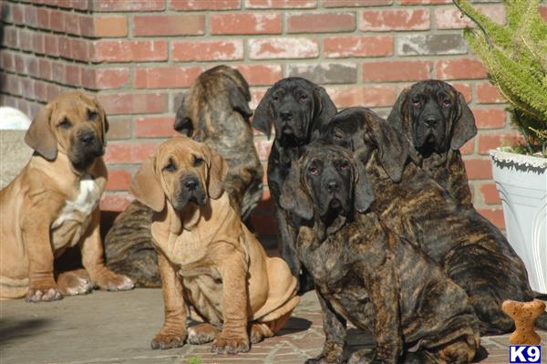 Puppies in San fernando