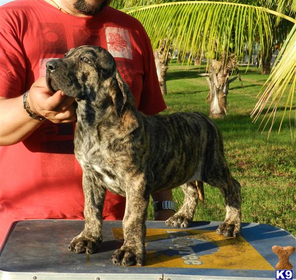 Puppies in San fernando