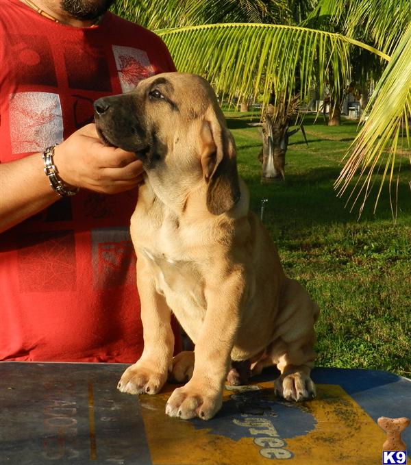 Puppies in San fernando