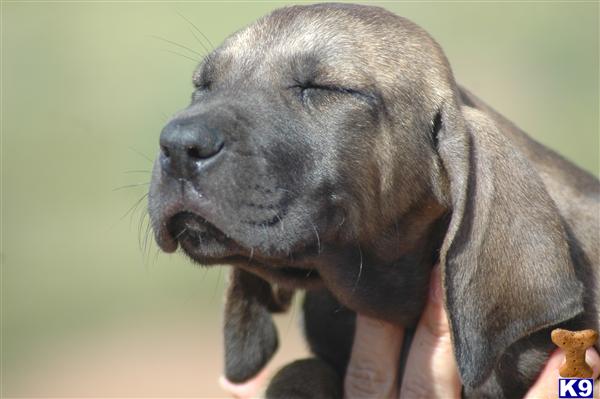 Puppies in San fernando