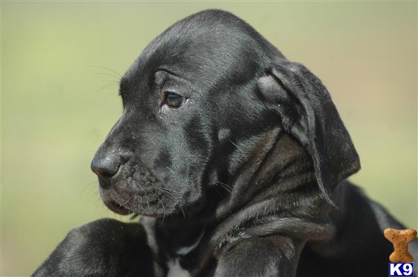 Puppies in San fernando