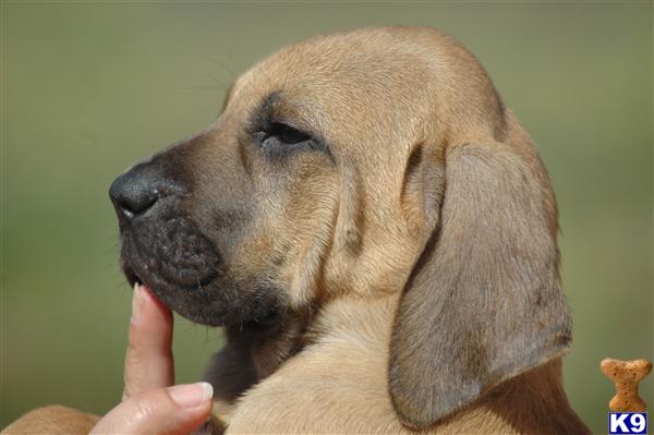 Puppies in San fernando