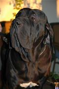 Fila Brasileiro