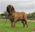 Fila Brasileiro