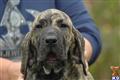 Fila Brasileiro