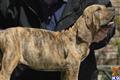 Fila Brasileiro