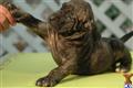 Fila Brasileiro