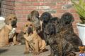 Fila Brasileiro