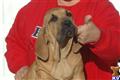 Fila Brasileiro