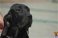 Fila Brasileiro