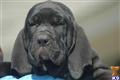Fila Brasileiro