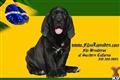 Fila Brasileiro
