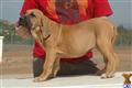Fila Brasileiro