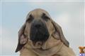 Fila Brasileiro