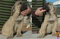 Fila Brasileiro