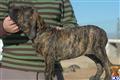 Fila Brasileiro
