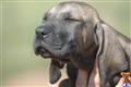Fila Brasileiro