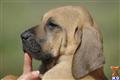 Fila Brasileiro