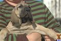 Fila Brasileiro