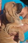 Fila Brasileiro