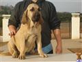 Fila Brasileiro