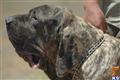 Fila Brasileiro