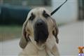 Fila Brasileiro