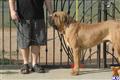 Fila Brasileiro