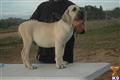Fila Brasileiro