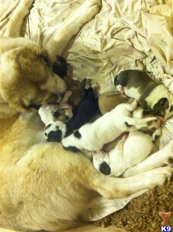 Central Asian Shepherd Puppies