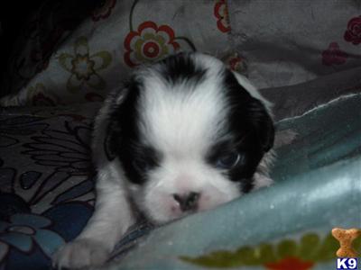 Japanese Chin Puppies for Sale