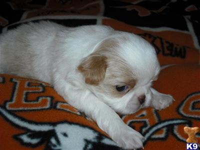 Japanese Chin Puppies for Sale