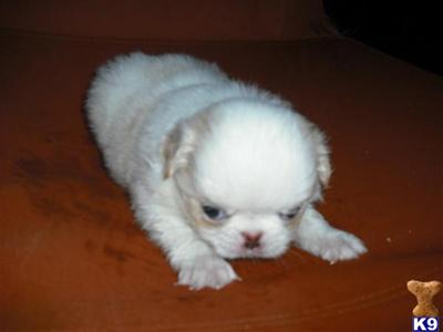 Japanese Chin Puppies for Sale