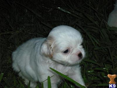 Japanese Chin Puppies for Sale