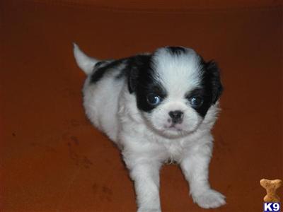 Japanese Chin Puppies for Sale