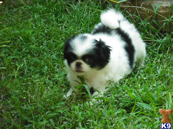 Japanese Chin Puppies