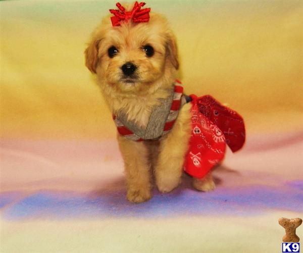 yorkie poo puppies for sale in appleton wi maltipoo breeders in central yorkie poo puppies for sale in appleton wi maltipoo breeders in central