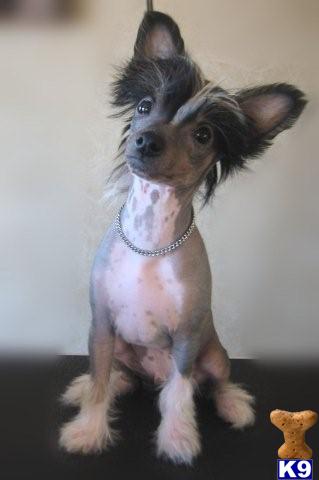 Chinese Crested Puppies for Sale