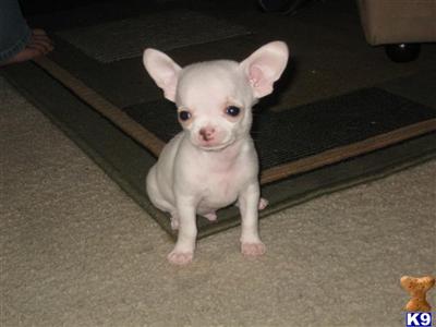 Puppies in WA