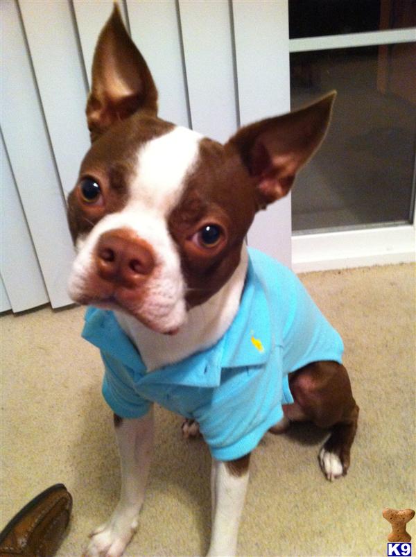 Stud Dogs - Boston Terrier