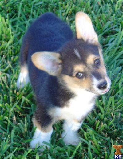 corgi puppies for sale in tn document moved corgi puppies for sale in tn document moved
