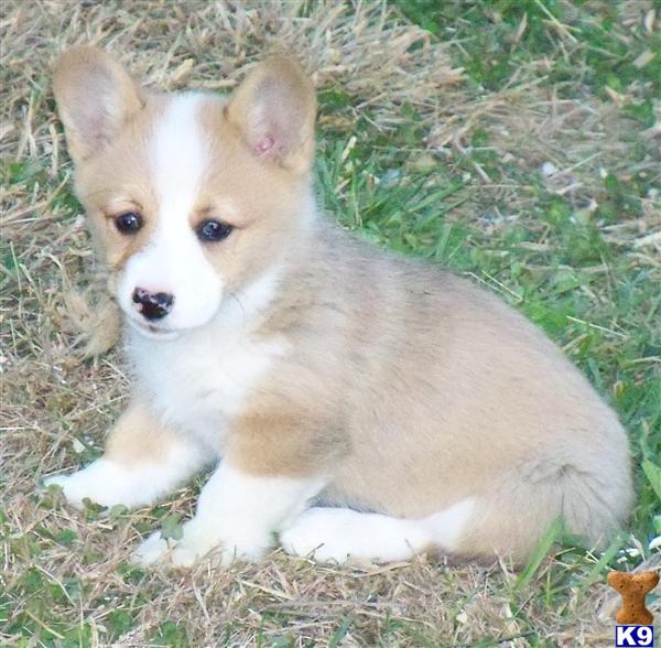 corgi puppies for sale in tn document moved corgi puppies for sale in tn document moved