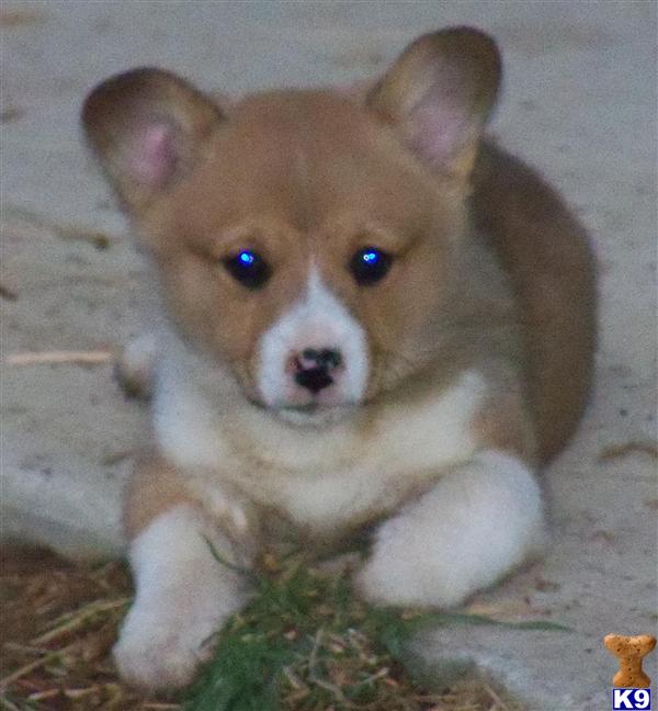 corgi puppies for sale in tn document moved corgi puppies for sale in tn document moved