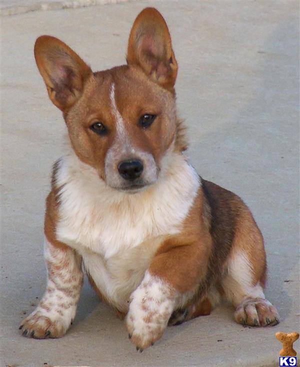 cowboy corgi puppy pembroke corgi puppy for sale cowboy corgi lookout farm 8 years cowboy corgi puppy pembroke corgi puppy for sale cowboy corgi lookout farm 8 years