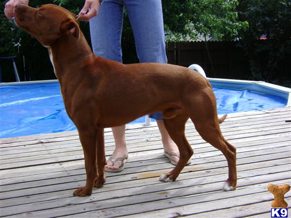 Dogs for Sale in IA