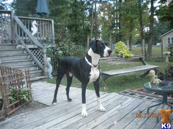 Stud Dogs in VA