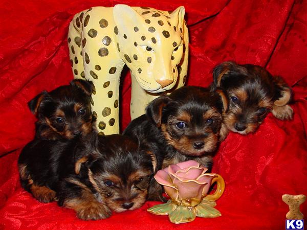 Puppies in York