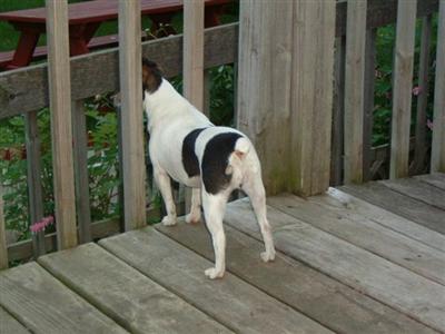 Dogs - Toy Fox Terrier
